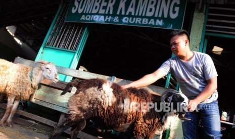 Calon pembeli melihat kondisi kambing qurban untuk dibeli (ilustrasi)