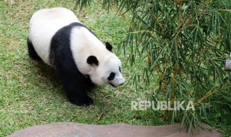 Panda Raksasa Hu Chun di Taman Safari Indonesia, Cisarua, Bogor