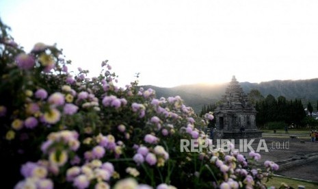 Pemburu Bunga Es Dieng. Pengunjung berada di kawasan Candi Arjuna, Dieng, Banjarnegara, Jawa Tengah, Rabu (26/6/2019).