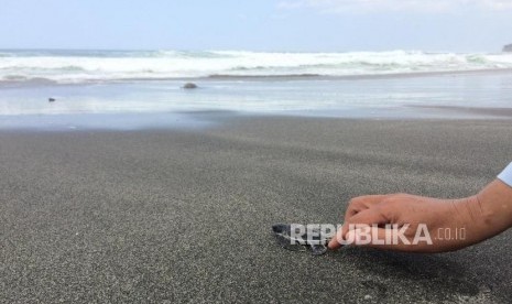 Sekitar 50 ekor tukik dilepasliarkan di Pantai Sindangkerta, Desa Cikawunggading, Kecamatan Cipatujah, Kamis (15/8).