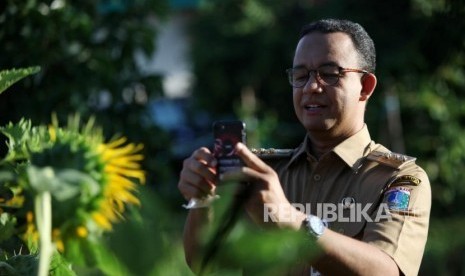 Gubernur DKI Jakarta Anies Baswedan memfoto bunga matahari seusai memanen padi di areal pertanian di Kawasan Cakung, Jakarta, Selasa (23/1).