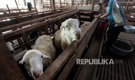 Peternak memberi pakan domba dan kambing di peternakan domba MT Farm binaan Mandiri Syariah di Bogor, Jawa Barat, Rabu (26/6).