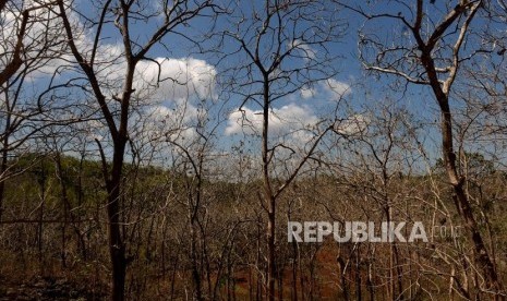 Pohon Meranggas Imbas Kemarau Panjang. Pepohonan meranggas di Panggang, Gunungkidul, Yogyakarta, Sabtu (17/8/2019).