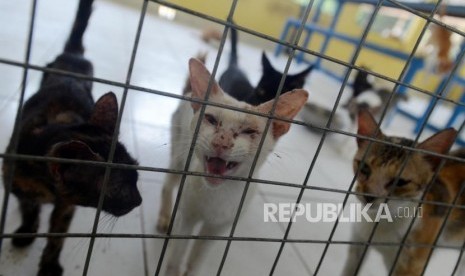 Sejumlah kucing liar yang ditampung di Puskeswan Ragunan, Jakarta, Selasa (8/1).