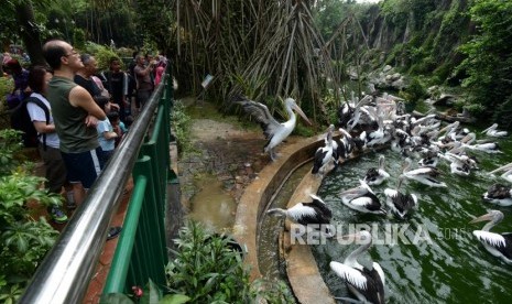 Pengunjung melihat burung pelikan di Kebun Binatang Ragunan, Jakarta, Kamis (7/3).