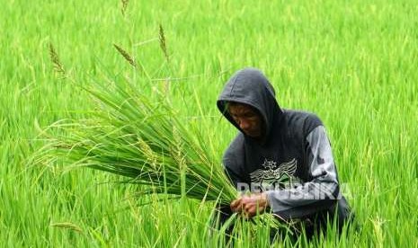 Seorang petani membersihkan rumput liar di antara padi di area persawahan Suwawa, Kabupaten Bone Bolango, Gorontalo, Senin (17/9).