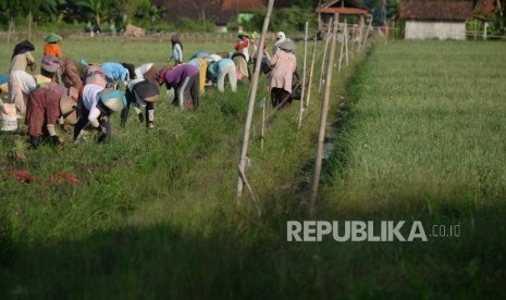 Panen Bawang Merah. Buruh tani memanen bawang merah di Brebes, Jawa Tengah, kamis (9/5/2019).