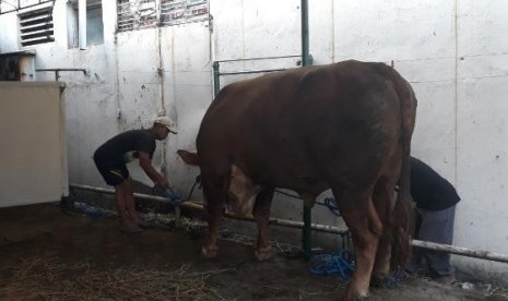 Tak Hanya Jokowi, Emil Juga Titip Sapi di Masjid Raya Bandung