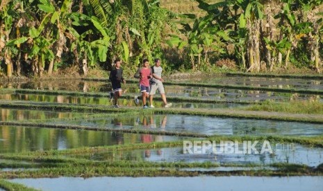 Warga Denpasar lari joging di pematang sawah kawasan terbuka hijau Subak Sembung Denpasar Bali.