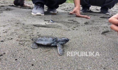 Sekitar 50 ekor tukik dilepasliarkan di Pantai Sindangkerta, Desa Cikawunggading, Kecamatan Cipatujah, Kamis (15/8).