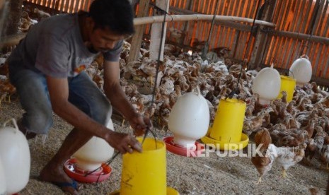 Peternak memberi makan ayam petelur di Cilodong, Depok, Jawa Barat, Jumat (28/6).