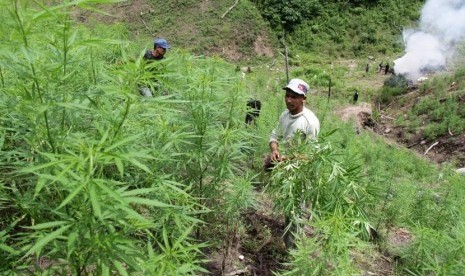 Petugas Polda Aceh dan Polres Aceh Besar dibantu masyarakat mencabut tanaman ganja saat  pemusnahan di Pegunungan Indra Puri, Kabupaten Aceh Besar, Aceh, (21/10).