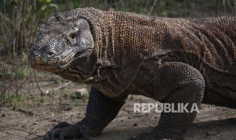 Komodo at its natural habitat at Komodo Island, Komodo National Park, East Nusa Tenggara.