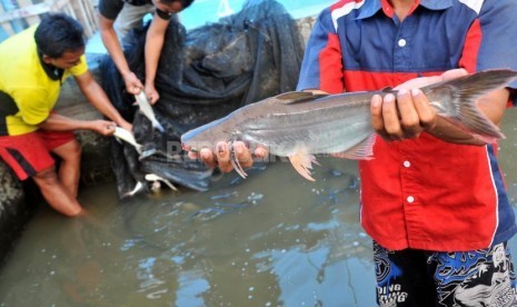 SURABAYA, 15/2 - BUDIDAYA IKAN PATIN. Pekerja memanen ikan patin di area kolam Dinas Pertanian dan Perikanan Kota Surabaya, Rabu (15/2). Budidaya ikan patin tersebut dilakukan Dinas Pertanian dan Perikanan kota Surabaya dengan program pertanian perkotaan (Urban Farming) mampu menghasilkan ikan patin sebanyak 450 ton per bulan. FOTO ANTARA/M Risyal Hidayat/ed/pd/12