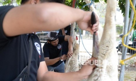 Ulama Mazhab Syafi'i Haramkan Menjual Kulit Qurban (ilustrasi)