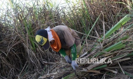 Panen tebu di Godean, Yogyakarta (ilustrasi). Petani menilai mustahil Indonesia swasembada gula pada 2025.