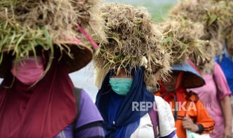 Panen Perdana Bawang Putih. Petani membawa bawang putih usai panen di sentra baru pengembangan bawang putih, Desa Taman Sari, Banyuwangi, Jawa Timur, Kamis (22/3).