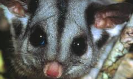 sugar gliders