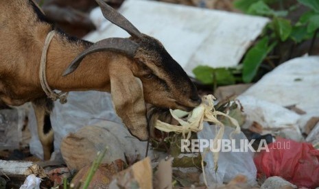 Sejumlah hewan ternak mencari makan di tempat pembuangan sampah (ilustrasi)