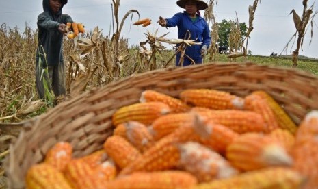 Petani memanen jagung di Sapen, Pringapus, Kabupaten Semarang, Jawa Tengah, Selasa (26/6).