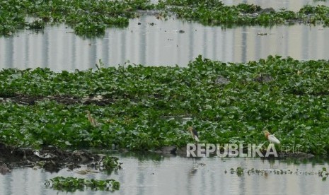 Eceng gondok: Sejumlah burung hinggap di tanaman eceng gondok di Waduk Pluit, Jakarta, Kamis (21/2).