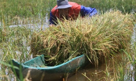 Petani membawa padi yang terendam banjir dengan menggunakan perahu di area persawahan Desa Blang Leuah, Kecamatan Samatiga, Aceh Barat, Aceh, Sabtu (13/10).