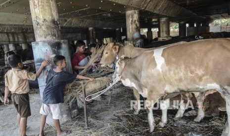 402 Hewan Qurban Jakpus Telah Diperiksa Kesehatannya