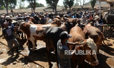 Penjualan Sapi untuk kurban (foto ilustrasi)