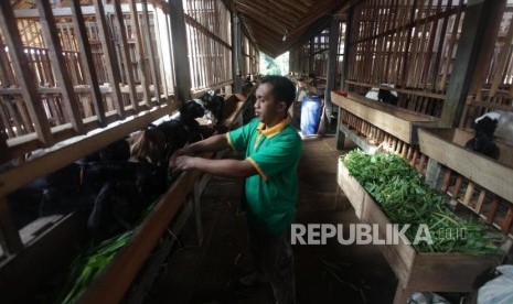 Program Desa BSM. Peternak memberikan pakan kambing di Klaster Peternakan Kambing 