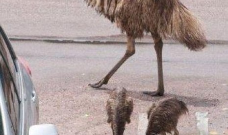 Burung Emu 