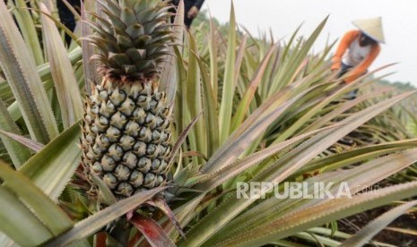 Sejumlah pekerja yang tergabung dalam Komunitas Tani Tunas Makmur saat beraktivitas di perkebunan nanas yang dikelola oleh masyarakat di Sei Pakning, Bukit Batu, Bengkalis, Riau, Rabu (11/9).