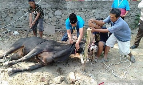 Menabung Setahun, Seluruh Anggota Polsek Klari Karawang Swadaya Kurban 6 Sapi