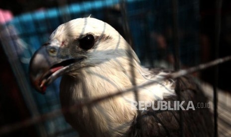 Barang bukti seekor burung elang laut yang diperlihatkan saat rilis pengungkapan jaringan perdagangan satwa liar antar daerah secara daring di polres Jakarta Barat, Jakarta, Selasa (31/7).