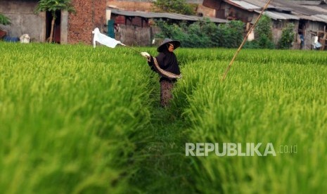 Petani mengusir hama burung yang berada di area persawahan di kawasan Cibitung, Bekasi, Jawa Barat, Kamis (12/7).