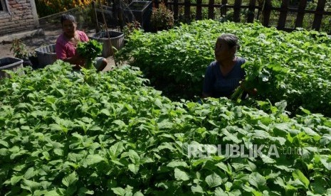 Warga saat memanen sayuran di Desa Wisata dan Budaya (Deswitadaya) Gamol, Balecatur, Gamping, Sleman, Daerah Istimewa Yogyakarta, Jumat (26/4).