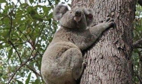 Koala 