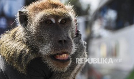 Seekor monyet ekor panjang (Macaca fascicularis).