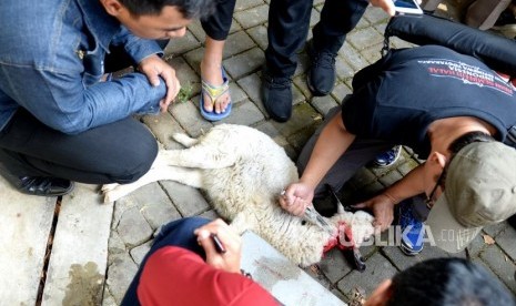 Pengurus Juru Sembelih Halal Gelar Sertifikasi Angkatan I di Surabaya (ilustrasi).