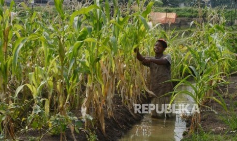 Serangan Hama Tikus di Flores Meluas. Foto ilustrasi tanaman jagung.