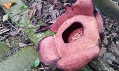  Bunga langka Raflesia Patma kembali mekar di Kebun Raya Bogor