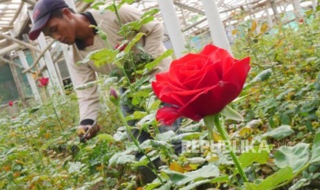 Petani bunga Abadi Florist memetik bunga di kebun bunga di Desa Sukanagalih, Kab. Cianjur, Jawa Barat, Kamis (22/8).