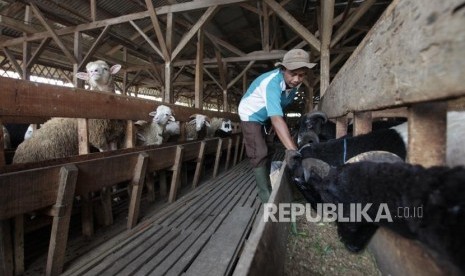 Peternak memberi pakan domba dan kambing di peternakan domba MT Farm binaan Mandiri Syariah di Bogor, Jawa Barat, Rabu (26/6).