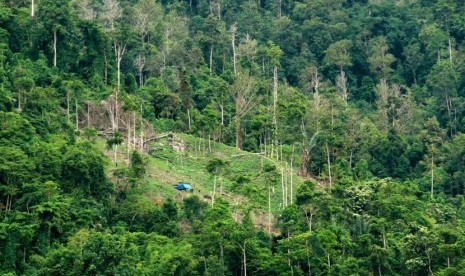 Ilustrasi Hutan