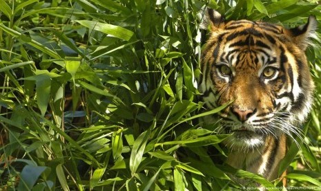 'Harimau Ramah' yang Berkeliaran di Desa Malaysia Akhirnya Mati Karena Sakit