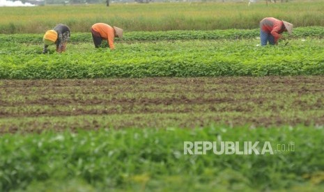 Petani memetik bayam saat panen di Kawasan Bandara Soekarno Hatta, Tangerang, Banten, Kamis (28/12).