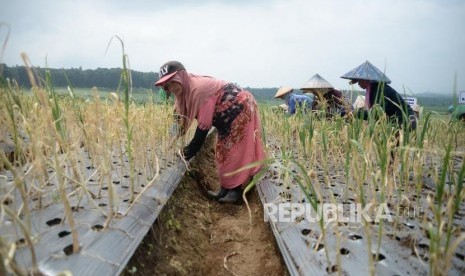 Panen Perdana Bawang Putih. Petani memanen bawang putih di sentra baru pengembangan bawang putih, Desa Taman Sari, Banyuwangi, Jawa Timur, Kamis (22/3).