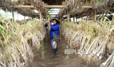 Panen Perdana Bawang Putih. Petani menjemur bawang putih usai panen di sentra baru pengembangan bawang putih, Desa Taman Sari, Banyuwangi, Jawa Timur, Kamis (22/3).