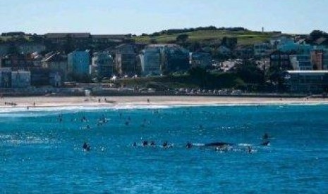 Ikan Paus di Bondi Beach, Australia