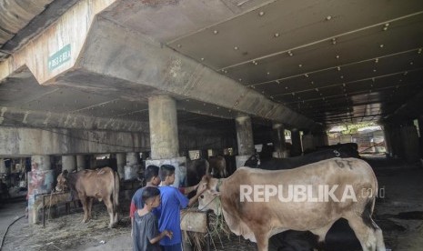 Mitos di masyarakat suami istrinya hamil dilarang membunuh binatang.  Ilustrasi hewan qurban