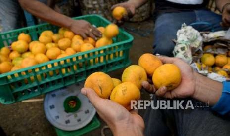 Pedagang memilah buah jeruk di Pasar Induk Kramat Jati, Jakarta, Ahad (7/10).